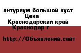 антуриум большой куст › Цена ­ 400 - Краснодарский край, Краснодар г.  »    